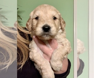 Goldendoodle Puppy for sale in BELTON, KY, USA