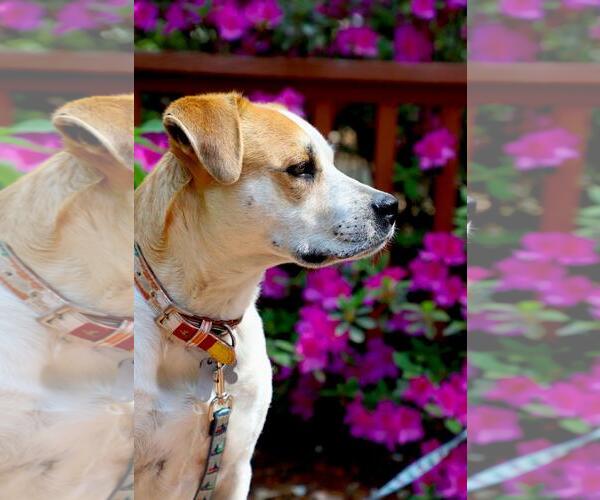 Medium Photo #11 Labrador Retriever-Unknown Mix Puppy For Sale in Holly Springs, NC, USA