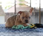 Small Photo #13 French Bulldog Puppy For Sale in VALLEJO, CA, USA