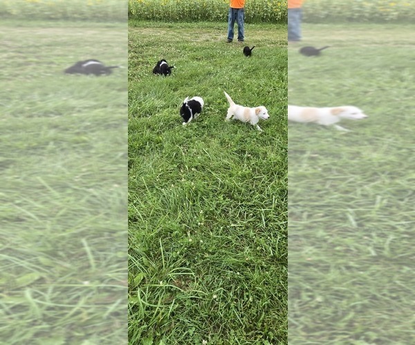 Medium Photo #2 English Shepherd Puppy For Sale in NEW CASTLE, IN, USA