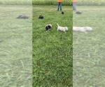 Small Photo #3 English Shepherd Puppy For Sale in NEW CASTLE, IN, USA