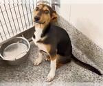 Small #1 Doberman Pinscher-German Shepherd Dog Mix