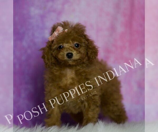 Medium Photo #7 Poodle (Miniature) Puppy For Sale in WARSAW, IN, USA