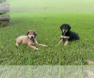Gollie Litter for sale in TALLAHASSEE, FL, USA