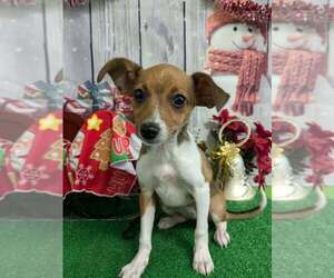 Rat Terrier Puppy for sale in HAMMOND, IN, USA