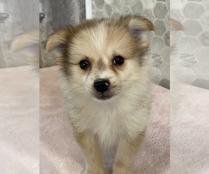 Pomeranian Puppy for sale in CANOGA, NY, USA