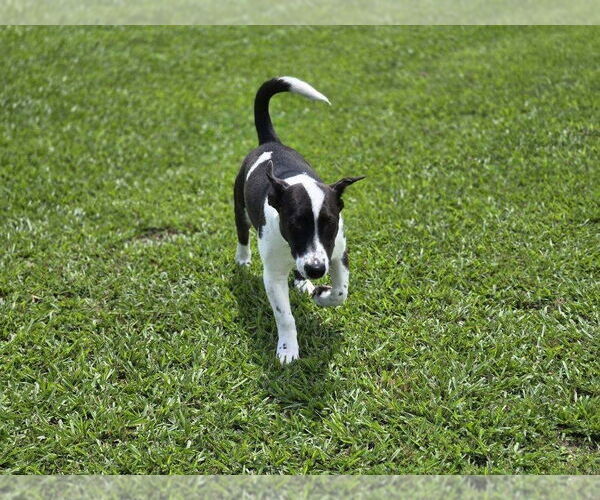 Medium Photo #2 Catahoula Leopard Dog-Jack Russell Terrier Mix Puppy For Sale in Boston, MA, USA