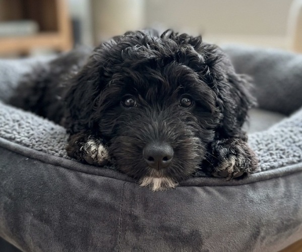 Medium Photo #1 Aussiedoodle Miniature  Puppy For Sale in CENTER HILL, FL, USA
