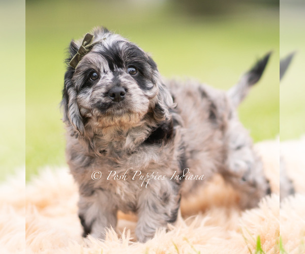 Medium Photo #4 Cavapoo (Miniature) Puppy For Sale in WARSAW, IN, USA