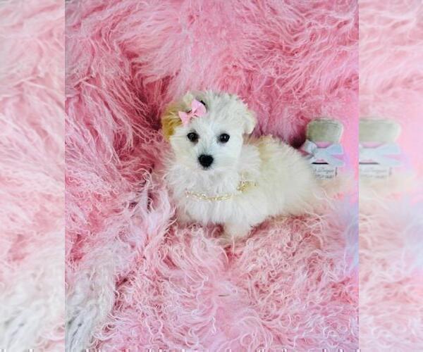 Medium Photo #12 Maltese Puppy For Sale in TAMPA, FL, USA