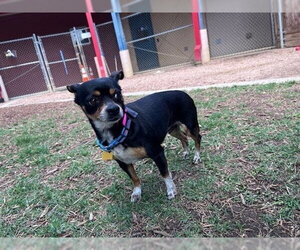 Chihuahua-Unknown Mix Dogs for adoption in Plano, TX, USA