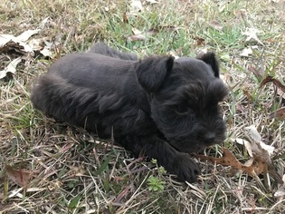 Schnauzer (Miniature) Puppy for sale in TIBBIE, AL, USA