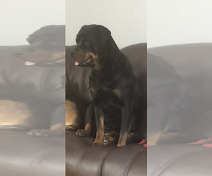 Mother of the Labrottie-Rottweiler Mix puppies born on 03/16/2024