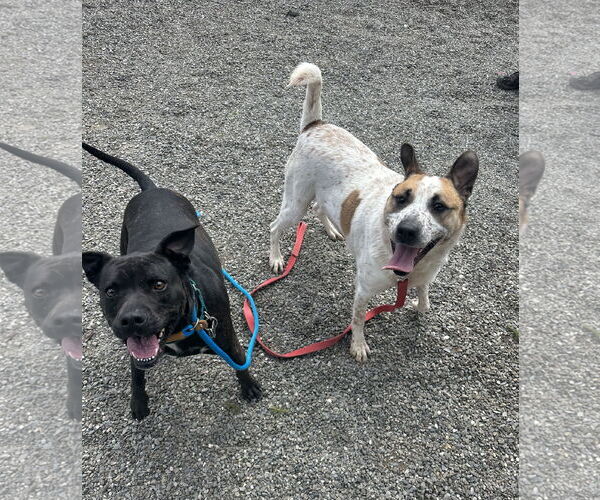 Medium Photo #9 Mutt Puppy For Sale in Rockaway, NJ, USA