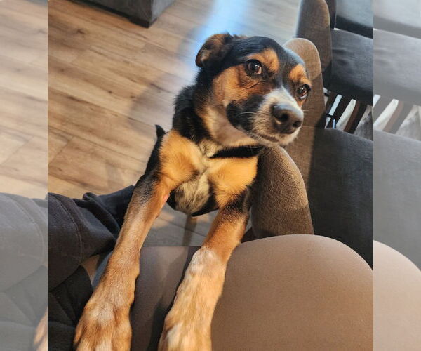 Medium Photo #2 Mutt Puppy For Sale in Fenton, MO, USA