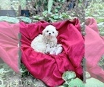 Small Photo #1 Maltese Puppy For Sale in HAYWARD, CA, USA