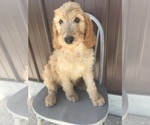 Small Photo #2 Irish Doodle Puppy For Sale in GOSHEN, IN, USA
