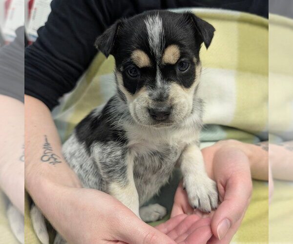 Medium Photo #1 Chihuahua Puppy For Sale in Chico, CA, USA