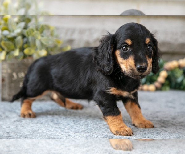 Medium Photo #3 Dachshund Puppy For Sale in NAPPANEE, IN, USA