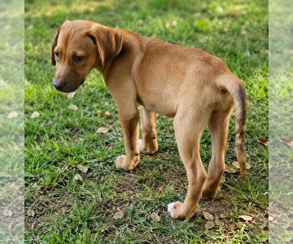 Medium Photo #2 Labrador Retriever-Unknown Mix Puppy For Sale in Oakhurst, NJ, USA