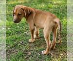 Small #1 Labrador Retriever Mix