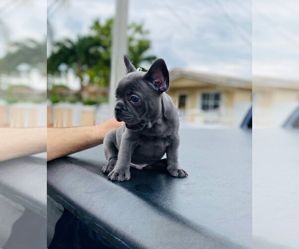 Medium Photo #14 French Bulldog Puppy For Sale in MIAMI, FL, USA