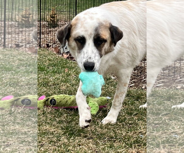 Medium Photo #1 Great Pyrenees Puppy For Sale in Croydon, NH, USA