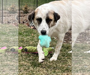 Great Pyrenees Dogs for adoption in Croydon, NH, USA