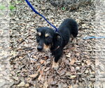 Small #1 Border Terrier-Chihuahua Mix