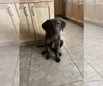 Small #1 Labrador Retriever Mix