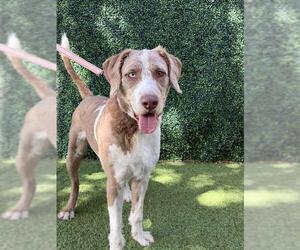 KARL - Male Labrador Retriever-Unknown Mix Dog for Adoption - Photo #2
