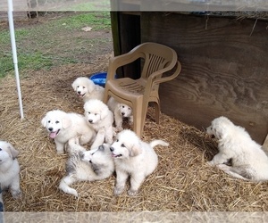 Great Pyrenees Puppy for sale in HILLSBORO, MO, USA