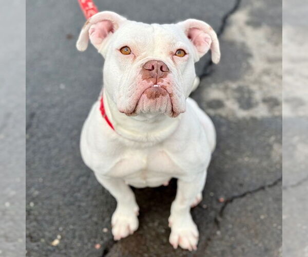 Medium Photo #7 American Bulldog-Unknown Mix Puppy For Sale in Canton, CT, USA