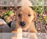 Puppy 2 Golden Shepherd
