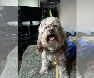 Father of the Cockapoo (Miniature) puppies born on 06/01/2026