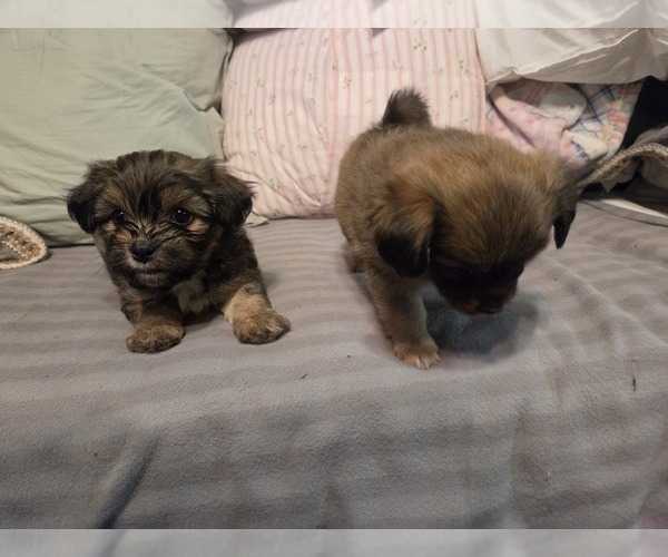 Medium Photo #12 Maltipom Puppy For Sale in HUDSON, MA, USA