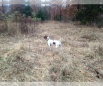 Small Photo #2 German Shorthaired Pointer Puppy For Sale in STILWELL, OK, USA