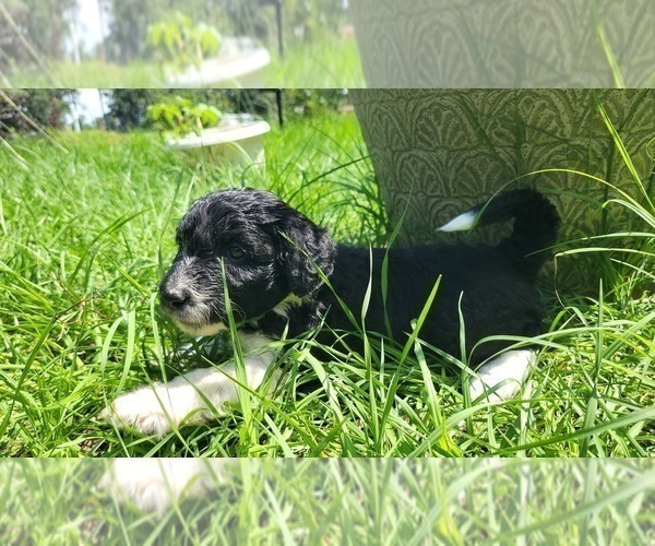 Medium Photo #94 Aussiedoodle Puppy For Sale in CONWAY, SC, USA