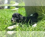 Small Photo #94 Aussiedoodle Puppy For Sale in CONWAY, SC, USA