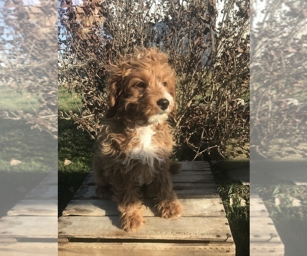 Full screen Photo #1 Cavapoo Puppy For Sale in GOSHEN, IN, USA