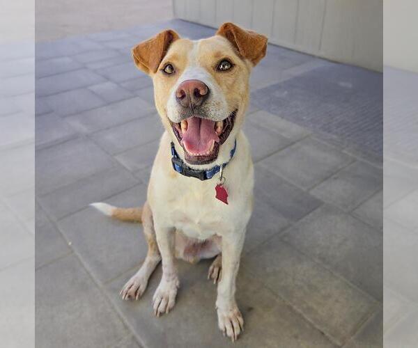Medium Photo #2 Labrador Retriever-Unknown Mix Puppy For Sale in San Diego, CA, USA