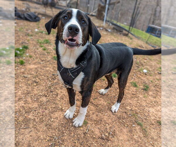 Medium Photo #4 Bernese Mountain Dog-Unknown Mix Puppy For Sale in Vail, AZ, USA