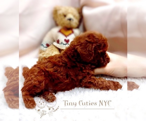 Medium Photo #4 Poodle (Toy) Puppy For Sale in LONG ISLAND CITY, NY, USA