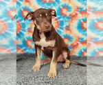 Small #6 American Pit Bull Terrier-Labrador Retriever Mix