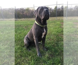 Mother of the Cane Corso puppies born on 06/27/2021