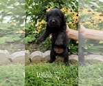 Small Photo #6 Miniature Labradoodle Puppy For Sale in CLARE, MI, USA