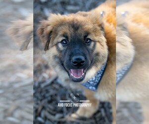 Chow Chow-Unknown Mix Dogs for adoption in McKinney, TX, USA
