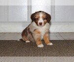Small Photo #8 Miniature Australian Shepherd Puppy For Sale in LIVE OAK, CA, USA