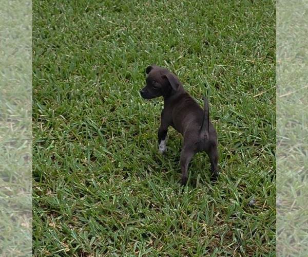 Medium Photo #2 ShiChi Puppy For Sale in Rosenberg, TX, USA