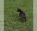 Small #1 ShiChi